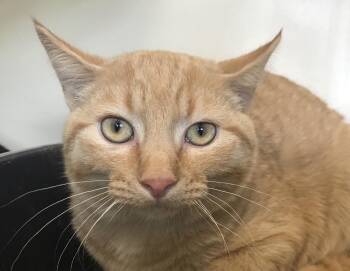 Poptart -  Domestic Short Hair Cat for Adoption in Buena Vista, Colorado - Poptart | PetCurious