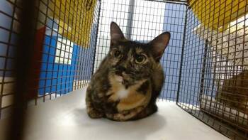 Domestic Short Hair Cats Available for Adoption in Doral, Florida - CUQUI | PetCurious