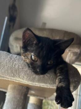 Demi -  Domestic Short Hair Cat for Adoption in Oceanside, California - Demi | PetCurious