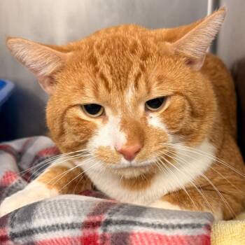 Domestic Short Hair Cats Available for Adoption in Evansville, Indiana - Adam | PetCurious