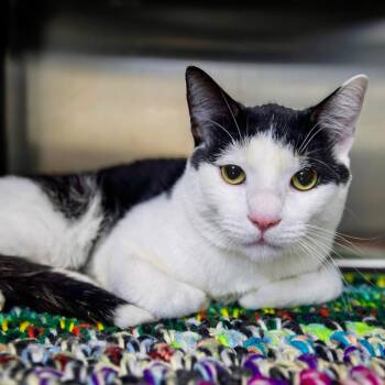 Diesel -  Domestic Short Hair Cat for Adoption in Las Vegas, Nevada - Diesel | PetCurious