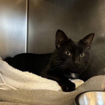 Domestic Short Hair Cats Available for Adoption - Steinway | PetCurious