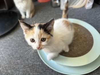 Chyna -  Domestic Short Hair Cat for Adoption in Lancaster, California - Chyna | PetCurious