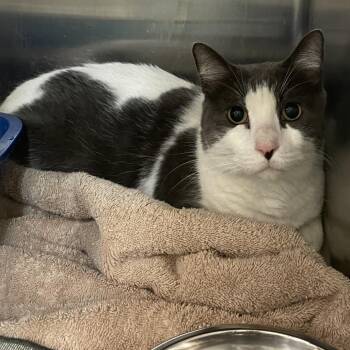 1379-C26 -  Domestic Short Hair Cat for Adoption in Port Charlotte, Florida - 1379-C26 | PetCurious