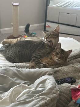 Tabby Cats Available for Adoption in Louisville, Kentucky - Coco & Rikki, Bonded Pair | PetCurious