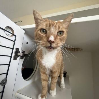 Domestic Short Hair Cats Available for Adoption in Salisbury, Massachusetts - Sid | PetCurious