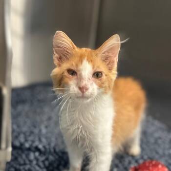 Beauty Supply -  Domestic Short Hair Cat for Adoption in Austin, Texas - Beauty Supply | PetCurious