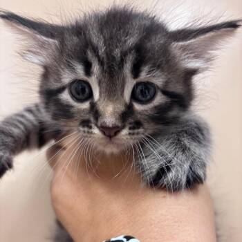 Domestic Medium Hair Cats Available for Adoption in Goleta, California - Jett | PetCurious