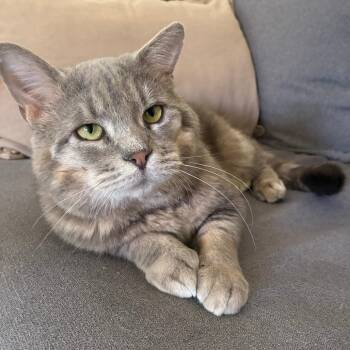 Domestic Short Hair Cats Available for Adoption in Chicago, Illinois - Merlin | PetCurious