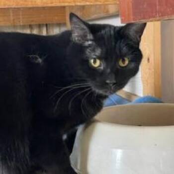 Rescue Domestic Short Hair Cats for Adoption in Elko New Market, Minnesota - Orion | PetCurious