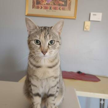 SugarCube -  Domestic Short Hair Cat Available for Adoption in Olney, Illinois - SugarCube | PetCurious