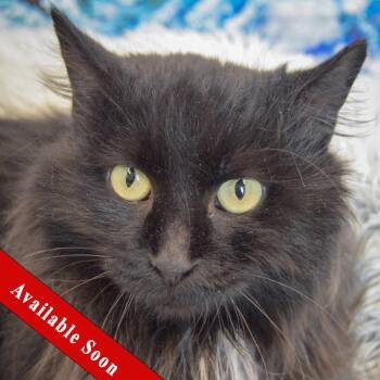 Maine Coon and Domestic Long Hair Cats Available for Adoption - Taco | PetCurious