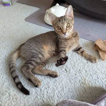 Jazz -  Domestic Short Hair Cat for Adoption in Hudsonville, Michigan - Jazz | PetCurious