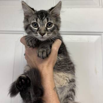 Breezeberry -  Tabby and Domestic Medium Hair Cat for Adoption in Columbia, South Carolina - Breezeberry | PetCurious