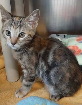Domestic Short Hair Cats Available for Adoption in Georgetown, Ohio - Lilo | PetCurious