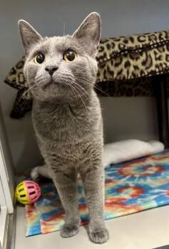STORMIE -  Domestic Short Hair Cat for Adoption in Kalamazoo, Michigan - STORMIE | PetCurious