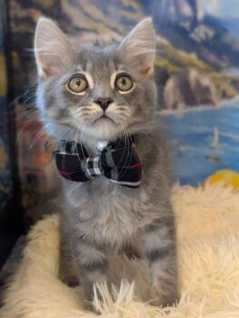 Dosa -  Domestic Long Hair Cat for Adoption in Fremont, California - Dosa | PetCurious