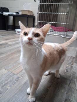 Jewel -  Domestic Short Hair Cat for Adoption in Clarkesville, Georgia - Jewel | PetCurious