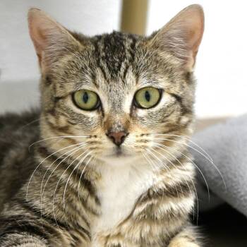 Presley -  Domestic Short Hair Cat for Adoption in Chilliwack, British Columbia - Presley | PetCurious