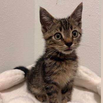 Rescue Domestic Short Hair Cats for Adoption in Jacksonville, Florida - Noah | PetCurious