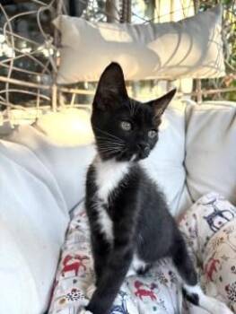 Rescue Tuxedo Cats for Adoption in Tracy, California - Mork | PetCurious