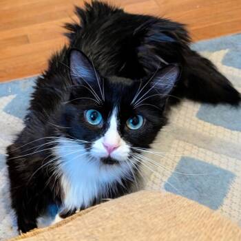 Flora -  Tuxedo and Domestic Medium Hair Cat for Adoption in UNIVERSITY PA, Maryland - Flora | PetCurious