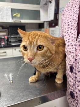 Domestic Short Hair Cats Available for Adoption in Fall River, Massachusetts - Mango | PetCurious