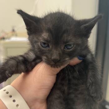 Ross -  Domestic Short Hair Cat for Adoption in Columbiana, Alabama - Ross | PetCurious