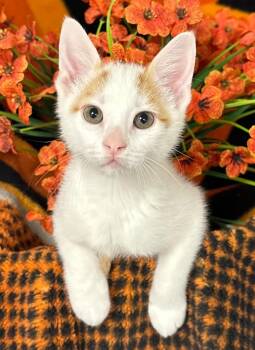 4/22/26 DJ -  Domestic Short Hair Cat for Adoption in Stillwater, Oklahoma - 4/22/26 DJ | PetCurious