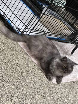 Persian Cats Available for Adoption - Tofu | PetCurious