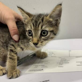 Dash -  Domestic Short Hair Cat for Adoption in Tampa, Florida - Dash | PetCurious