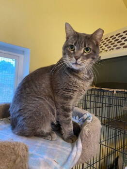 Rescue Tabby Cats for Adoption in Escondido, California - Lulu | PetCurious