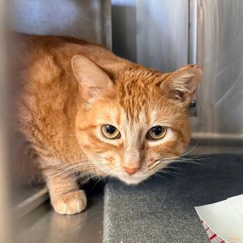 Romeo -  Domestic Short Hair Cat for Adoption in Goleta, California - Romeo | PetCurious