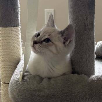 Bagel -  Siamese and Domestic Short Hair Cat for Adoption in Sunnyvale, California - Bagel | PetCurious