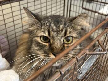 Domestic Long Hair Cats Available for Adoption in Salt Lake City, Utah - *Balsamic* | PetCurious