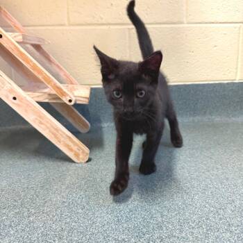 Matty -  Domestic Short Hair Cat for Adoption - Matty | PetCurious