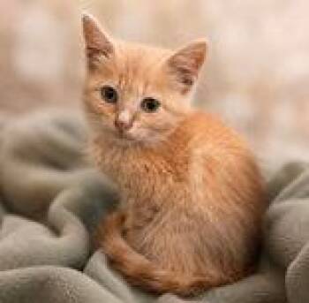 Sullivan -  Domestic Short Hair Cat for Adoption in Portsmouth, Ohio - Sullivan | PetCurious