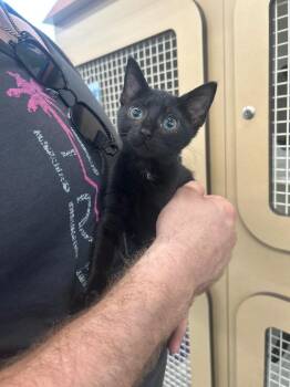 Talia -  Domestic Short Hair Cat for Adoption in Mountain Home, Arkansas - Talia | PetCurious