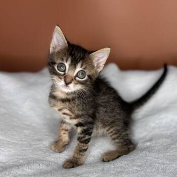 Rescue Domestic Short Hair Cats for Adoption in San Antonio, Texas - Raihn | PetCurious