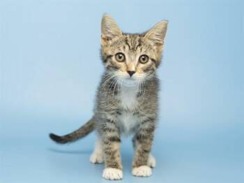 ZENITSU -  Domestic Short Hair Cat for Adoption in Phoenix, Arizona - ZENITSU | PetCurious