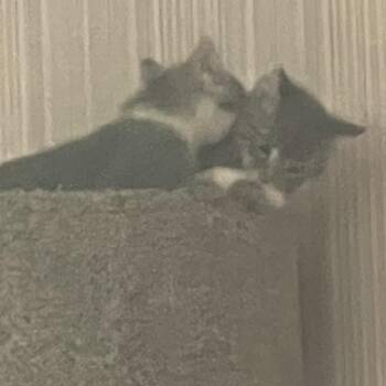 Domestic Short Hair Cats Available for Adoption in Tempe, Arizona - King Arthur | PetCurious