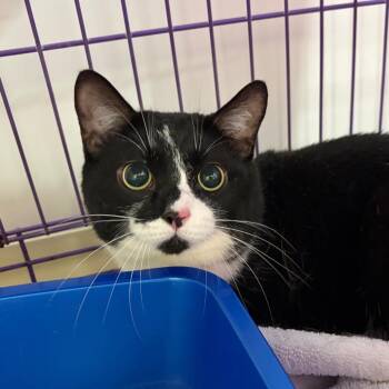 Joe -  Domestic Short Hair Cat for Adoption in Bedford, New Hampshire - Joe | PetCurious