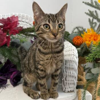 Circe Fepps 56539 -  Domestic Short Hair Cat for Adoption in Eaton Rapids, Michigan - Circe Fepps 56539 | PetCurious