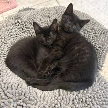 Muskrat Love -  Domestic Short Hair Cat for Adoption in Richmond, Virginia - Muskrat Love | PetCurious