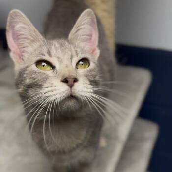 Domestic Short Hair Cats Available for Adoption - Yara | PetCurious