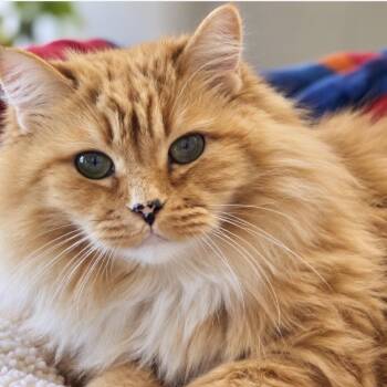 Professor Marmalade -  Domestic Long Hair Cat for Adoption in Bountiful, Utah - Professor Marmalade | PetCurious