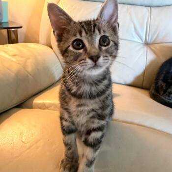 Itsy Bitsy -  Domestic Short Hair Cat for Adoption in Fort Lauderdale, Florida - Itsy Bitsy | PetCurious