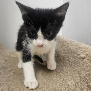 FanGirl -  Domestic Short Hair Cat for Adoption in Grantsville, Utah - FanGirl | PetCurious