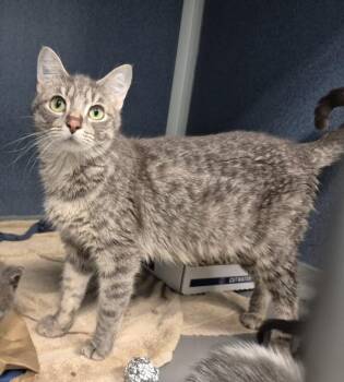NORI -  Domestic Short Hair Cat for Adoption in Loveland, Colorado - NORI | PetCurious