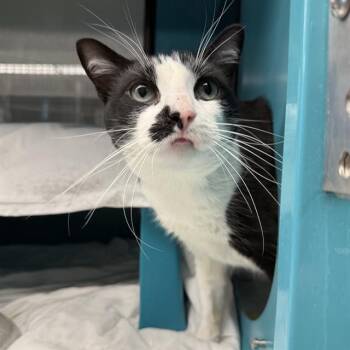 ECHO -  Domestic Short Hair Cat for Adoption in Las Vegas, Nevada - ECHO | PetCurious